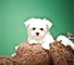 Sweet Maltese cachorros para la venta - Foto 1