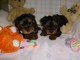 Teacup male yorkie para la venta