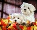 Teacup maltese cachorros