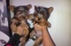 Tenemos cute yorkshire terrier cachorros disponibles