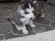 Tengo 3 cachorros husky siberiano para la venta, todos los negros - Foto 1