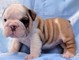 Two owesome english bulldog puppies free for adoption
