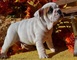 Wrinkle Inglés bulldog cachorros para la venta - Foto 1