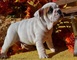 Wrinkle inglés bulldog cachorros para la venta