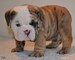 3 cachorros AKC Bulldog Inglés - Foto 1