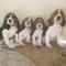 4 excelentes cachorros macho y hembra beagle