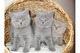 4 excelentes gatitos británicos masculinos y femeninos - Foto 1