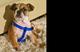 Adorable cachorro de bulldog francés para la adopción