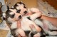 Adorable cachorros husky siberiano para la adopción