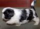 Adorable Shih Tzu cachorros para su adopción - Foto 1