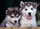 Adorable y cariñoso cachorros husky siberiano masculino y femenin
