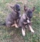 Adorables cachorros de norwegian elkhound listo