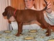 Adorables redbone coonhound cachorros listo ahora para la adopció