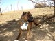 AKC Boxer Puppies - Foto 1