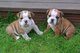 Akc masculino masculino y femenino bulldog puppies