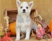Alaskan Klee Kai cachorros disponibles (Masculino y Femenino) - Foto 1