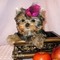 Amante femenino yorkie puppy