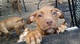 Americano pit bull terrier disponible tanto masculino como femeni