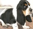 Basset Hound cachorros listos para la venta - Foto 1