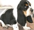 Basset hound cachorros listos para la venta