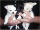 Beutifull chihuahua cachorros para rehoming