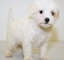 Blanco hermoso mal shi cachorros para adopción