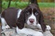 Buenos cachorros springer spaniel inglés para la adopción