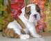 Buenos y encantadores cachorros bulldog inglés disponibles