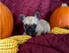 Bulldog francés cachorros disponibles ahora para su adopción - Foto 1