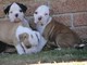 Bulldog francés sano cachorros - Foto 1