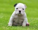 Bulldogs ingleses hermosos