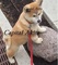 Cachorros akita japonés listos para su adopción hoy