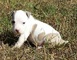 Cachorros americano staffordshire terrier excepcionales disponibl