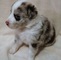 Cachorros australianos kelpie australiano para adopción