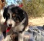 Cachorros australianos lindos y encantadores del pastor para la a - Foto 1