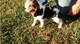 Cachorros Beagle masculinos y femeninos con buena apariencia y s - Foto 1