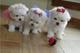 Cachorros bichon maltes miniaratura para su adopcion