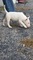 Cachorros blancos completos del bull terrier disponibles para la - Foto 1