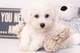 Cachorros blancos de Bichon Frise para la adopción - Foto 1