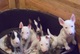 Cachorros Bull Terrier - Foto 1