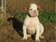 Cachorros bulldog americano listo para su adopción - Foto 1