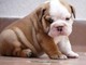 Cachorros Bulldog Inglés Masculino y Femenino para Adopción - Foto 1