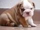 Cachorros bulldog inglés masculino y femenino para adopción