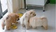 Cachorros chow chow de pura raza - Foto 1