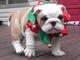 Cachorros de bulldog Inglés arrugas listas ahora para su adopción - Foto 1