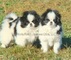 Cachorros de chin japonés ahora disponibles para adopción