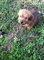 Cachorros de Norfolk Terrier taza té sano para la adopcion - Foto 1