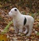 Cachorros de pastor de asia central disponibles para adopción