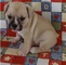 Cachorros de Pug Frenchie sanos y buenos para adopción - Foto 1