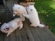 Cachorros de pura raza samoyedo para adopción